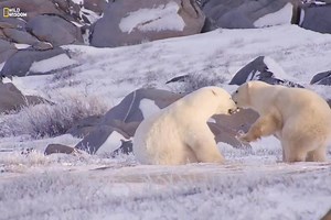 79K views · 819 reactions | Love of the Wild - Part 3 [ हिन्दी डॉक्यूमेंट्री ] #nature #animals #wildlife #survival #jungle #discovery #wildwisdom Explore the animal kingdom’s most intense courtship and mating rituals. | Wild Wisdom | Facebook