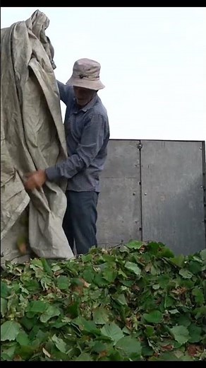 Hazelnut Harvest in the Village 🌰 | Traditional Farming Life