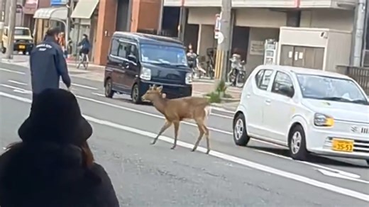 Nara deer walks 15 miles before being found in Osaka