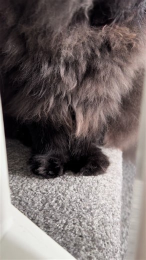 Muffin Mittens: Adorable Fluffy Cat Moments