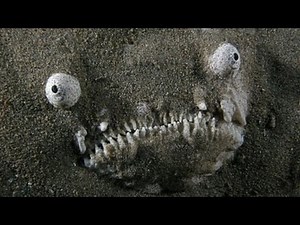 CRAZY DEEP SEA CREATURES compilation video! (31 INCREDIBLE CREATURES of the deep!)