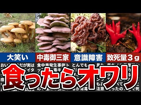 身近に生えているヤバい毒キノコ9選【ゆっくり解説】