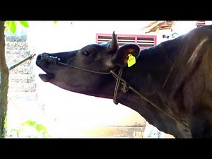 cow mooing and calf mooing and chewing, Kuh muhte inek videoları|cow videos|inek|cow|inekler