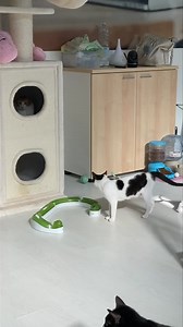 Bimba e le sue 5 simpatiche canaglie sono finalmente liberi di mettere sottosopra la colonia ❤️❤️❤️❤️❤️ | Colonia Felina Brindisi ODV