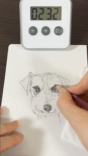 Miniature Schnauzer dog ミニチュアシュナウザー 1ヶ月30回犬を描いたら神絵師になれるか検証 第28回 #イラストメイキング #pencildrawing