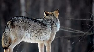 4.9K views · 156 reactions | Myth-busting Monday at Howling Woods...