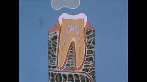 1940s: Drawing of a cross section of a tooth with various parts labeled. Animation of top tooth pressing down on bottom tooth.