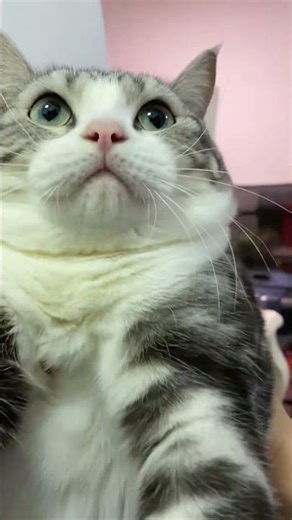 I seem to be getting fatter and fatter.😄- Mèo Hóng Hớt #cat #catlove #cute #funnycat #pets