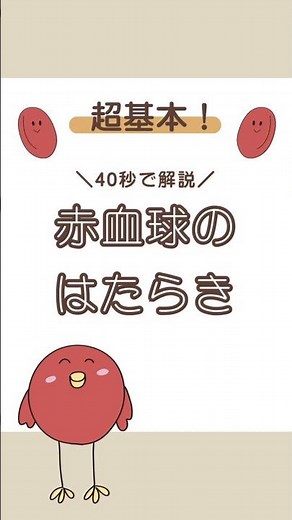 【40秒でわかる】赤血球のはたらき