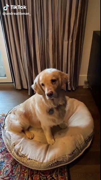 Dog Fails: Golden Retriever Misses Treat