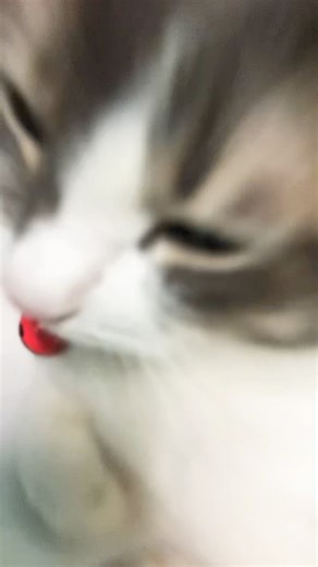 Twinkle rappy dance #cute #cat #pets