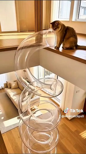 Top 10 most most funny moments in cat 😺😂😂 please 10k followers 🥺#catvideo #funnyvideo #funny #viralvideo #FYP
