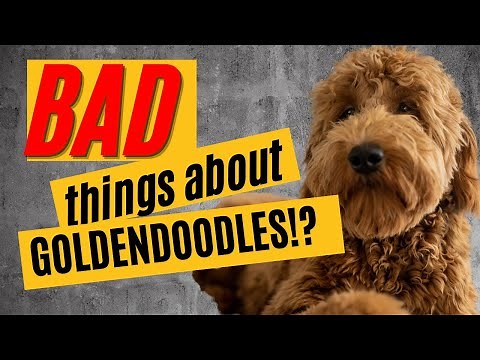 BAD Things About Goldendoodles [What you NEED to Know] 🐶