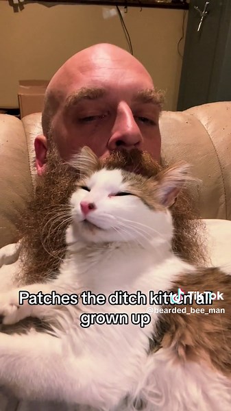 Heartwarming Story of Patches the Ditch Kitten All Grown Up