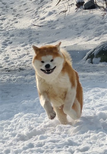Crazy Happy Akita Inu Boy Playing