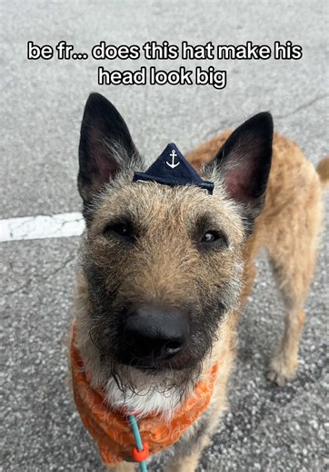 This hat is my holy grail of the costume bucket and it’s the cutest thing ever ⚓️ #laekenois #dogsoftiktok #adorableanimals #funnydog #belgianshepherd
