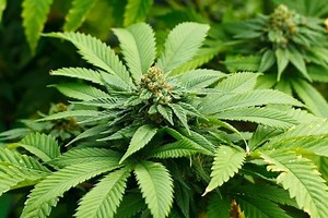 Maconha: quais os efeitos, benefícios e efeitos colaterais da planta medicinal