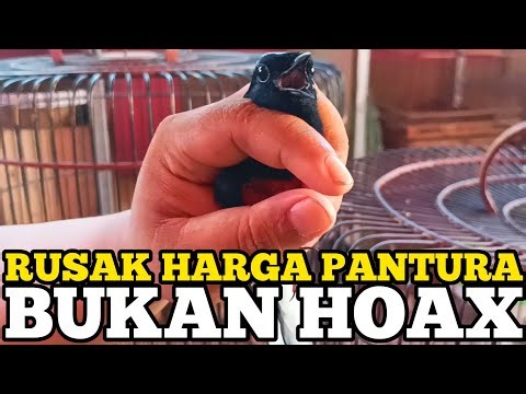 BUKAN HOAX ‼️ RUSAK HARGA BURUNG MURAI PANTURA, UPDATE SEPUTAR PASAR LOKAL 