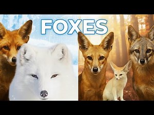 All 22 Fox Species | Amazing Facts About Every Fox