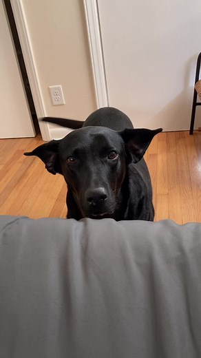 Hungry morning ears in full fledge 🤣