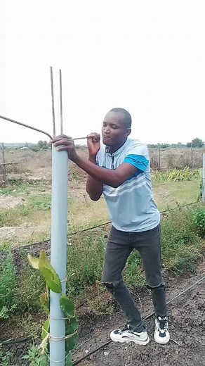 Cactus Interaction Techniques in Rural Settings