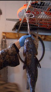 198K views · 772 reactions | Burbot fillet technique for burbot chowder  #icefishing #icefishingnation #foodie | Alaska Outdoors Television | Facebook