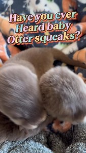13K views · 42K reactions | Baby otter squeaks, featuring a Stevie the sheltie snoot  #cute #babyanimals #otter #otters #animals #cuteanimals #cutebaby #cutebabies | Dark Wings Wildlife & Education | Facebook