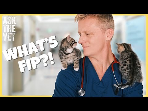 Feline Infectious Peritonitis (FIP): Symptoms, Causes, and Prevention Explained | Ask the Vet
