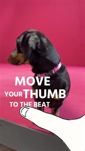 Need some brainrot? Swipe to keep Stanley on the beat 💃 #fyp #stanley #dachshund
