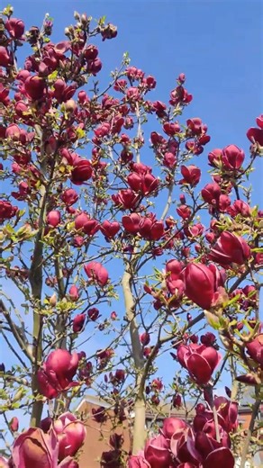 Magnolia "Genie" blooming in early spring