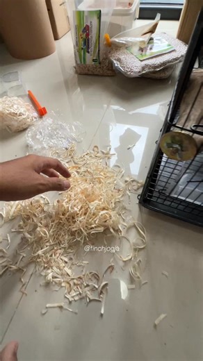 finch jogja | Preparing a natural nest box for my finches. Soft bedding inside helps the birds feel safe and ready to breed. Small details like this make... | Instagram