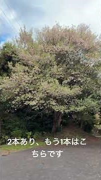 December 6, 2025 Himalayan Cherry Blossoms