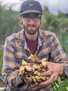 Saviez-vous qu'il est possible de cultiver du gingembre au Québec? 🤓 🌱 Cette semaine, Vincent Marcoux, formateur à L'Académie, vous présente notre gingembre en pot et vous partage quelques trucs sur cette culture qui est l'une de ses préférées. En plus, c'est le moment de la récolte, ne manquez pas ça! 😋 | L'Académie Potagère
