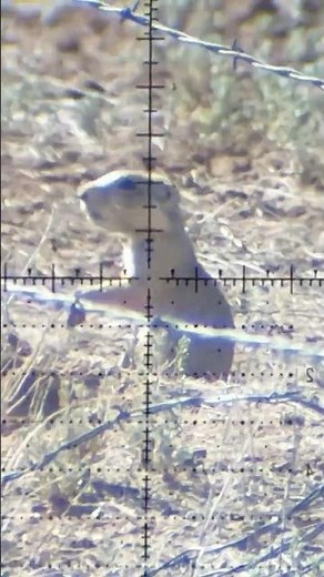 DESTROYING Prairie Dogs! Airgun Pest Control Kill Shots