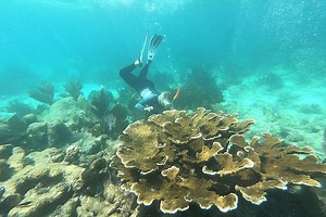 Reef restored: How Belize saved its beloved coral