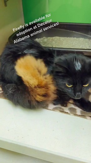@decatur_animal_services #pets #cats #shelter #catsoftiktok #firefly #coolcat #adopt #adoptme #adoptdontshop #animalshelter #pound #lightningbugs #decaturalabama #prettykitty #unique #uniquecats #kitten #kittensoftiktok #fluffy #hotredhead #itssofluffy