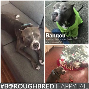 Banquo, Bansky for short, previously known as Falcon, is today's #HappyTail! His new parents would came day for a week to check in for a vet exam to see if he was available for adoption. Then finally, he was able to be adopted, but shortly after came down with pneumonia. His new parents nursed him back to health and now he is living his best life. “After five days of returning (and leaving and returning and leaving) we signed the adoption papers for one of the best things to ever happen to us as