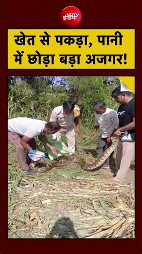 Chittorgarh Python Rescue Viral Video | खेत से पकड़ा, पानी में छोड़ा बड़ा अजगर! #shorts #viral