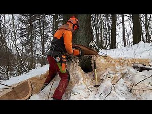Tree felling with stihl ms 462