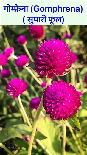गोम्फ्रेना फूल (Gomphrena) ( सुपारी फूल) #shorts #short #shortvideo #flowers
