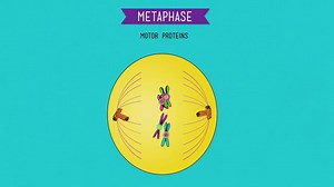 Mitosis: metaphase 1Splitting Up is Complicated - Crash Course Biology #12 on Make a GIF