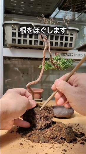 真柏の植え替え その１ #盆栽 #ミニ盆栽 #真柏 #bonsai
