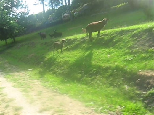 Exploring New Zealand's Sheep Landscape