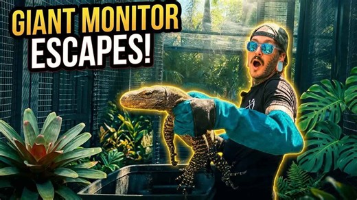 8 foot monitor escapes into open space and moves fast