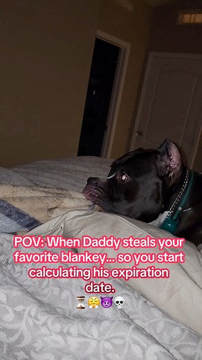 82K views · 3K reactions | Daddy really took Ammo’s blanket… now my son is calculating that man’s expiration date. ⏳ #puppy #dog #funnydog #viral #dogs #pet #fblifestyle | Age_with_Ammo | Facebook