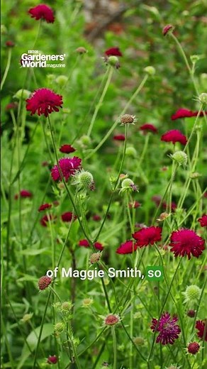 Inside the gardens at Highclere Castle