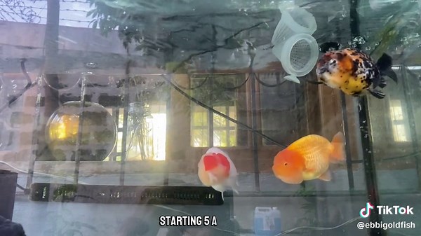 Hand Breeding Ranchu Goldfish: Tips for Successful Breeding