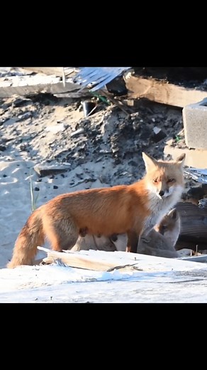 Mama Red Fox feeding her kits and then she gets some kisses - New Jersey, USA (2021) #foxes #fox #motherslove #nature #wildlife #nursing #viralreels #trendingreels #nikon #animals | Scott Michael Miller Photography