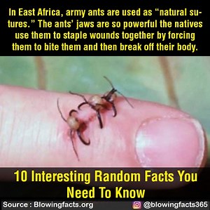 278K views · 653 reactions | 10 Interesting Random Facts You Need To Know | Facts that will blow your mind | Facebook