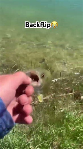 Fish doing a backflip #bassfishing #fishing ￼